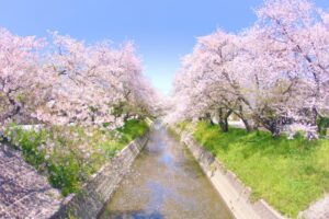 岩倉市内、五条川の桜並木